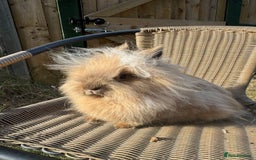 Lionhead rabbits for sale: Pure bred double maned chocolate torte lionhead  - Image 6