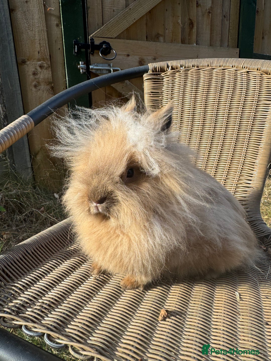 Lionhead rabbits for sale: Pure bred double maned chocolate torte lionhead  - Image 6