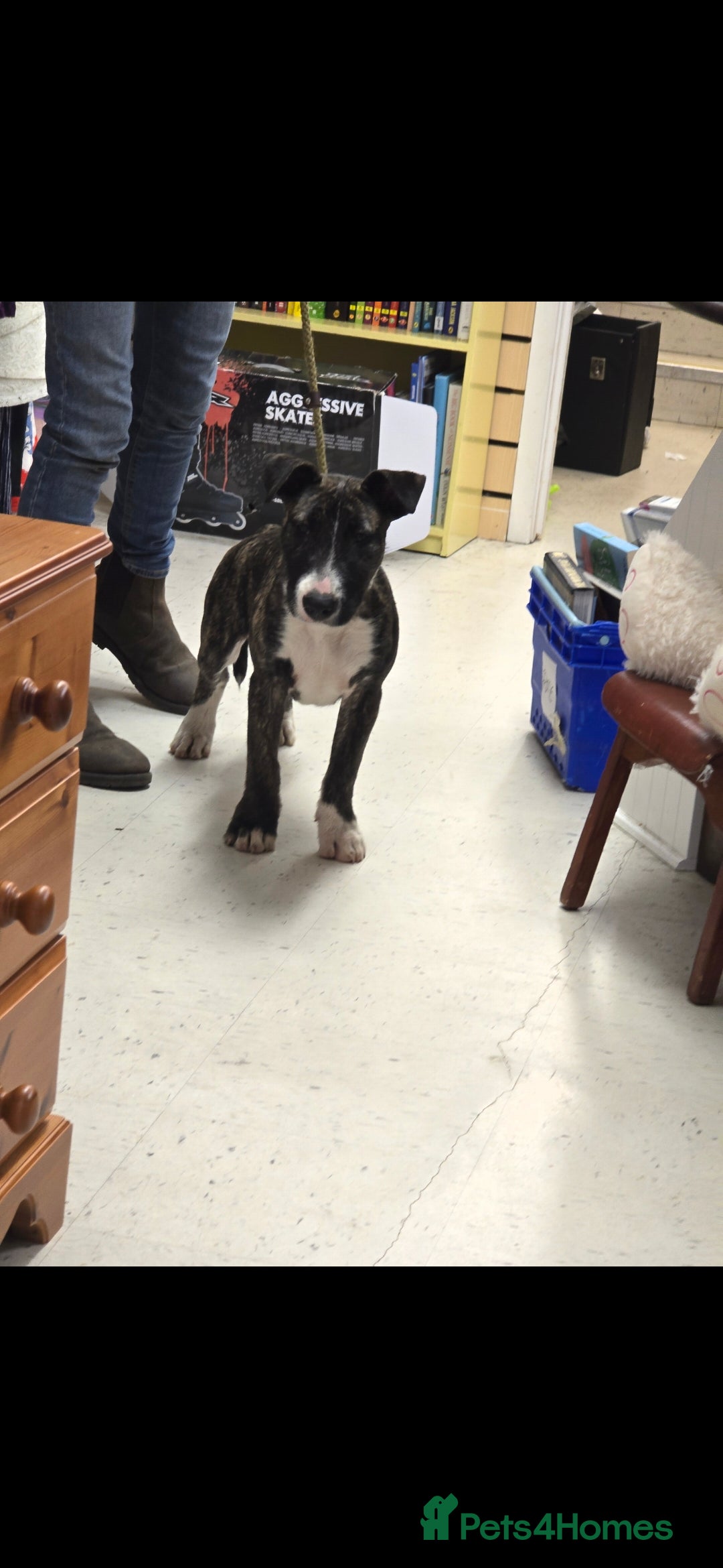 English Bull Terrier dogs for sale: Potato on legs - Advert 19