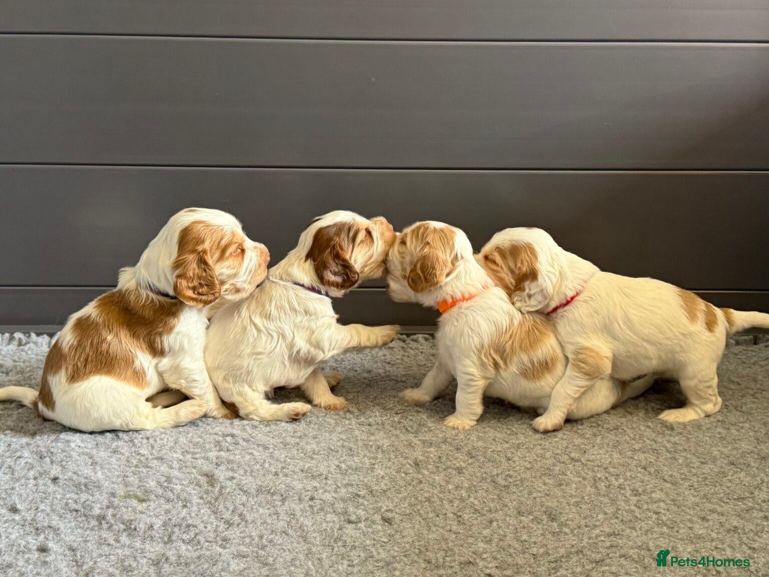 Cocker Spaniel dogs Health Tested Kennel Club Show Cocker Spaniel Pups - Advert 1
