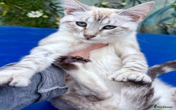 Keetso cats for sale: Stunning polydactyl snow leopard girl  - Image 14