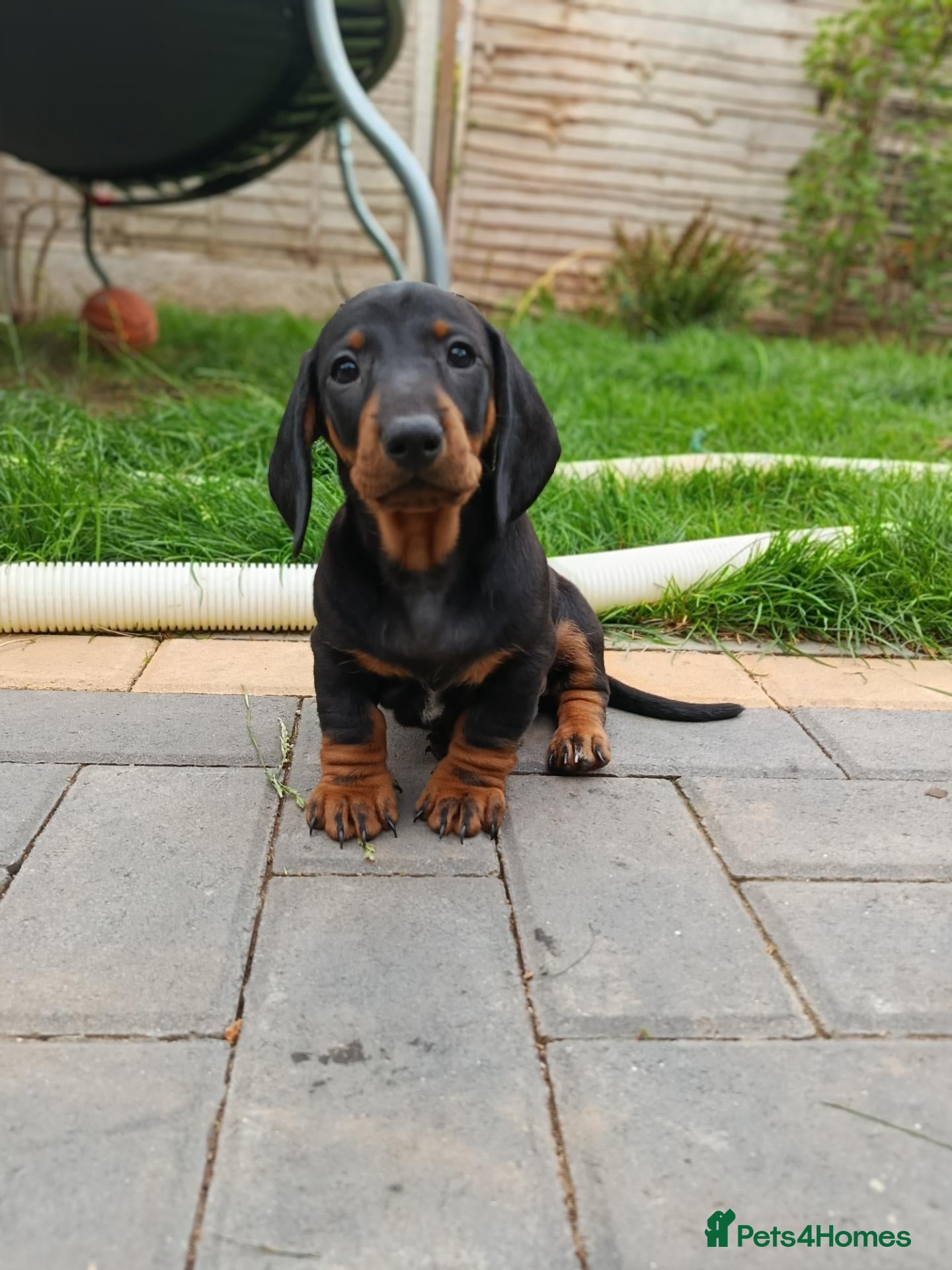 Dachshund dogs Champion Bloodline Standard Dachshund  - Advert 2
