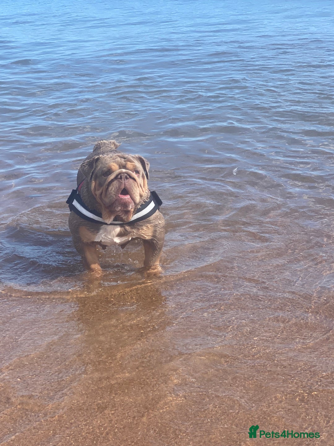 English Bulldog dogs for sale: Tri merle English Bulldog, 3 years old - Advert 3