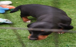 Miniature Dachshund dogs for sale: Miniature Dachshund Puppies - Image 7