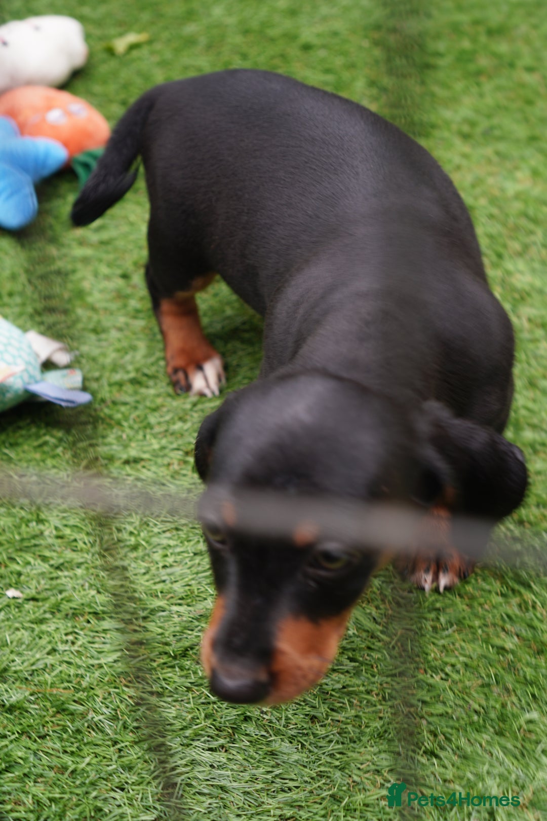 Miniature Dachshund dogs for sale: Miniature Dachshund Puppies - Image 7