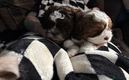 Shihpoo dogs for sale: Adorable Shih Tzu x Toy Poodle (Shih-Poo) Puppies - Image 4