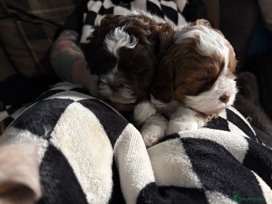 Shihpoo dogs for sale: Adorable Shih Tzu x Toy Poodle (Shih-Poo) Puppies - Image 4