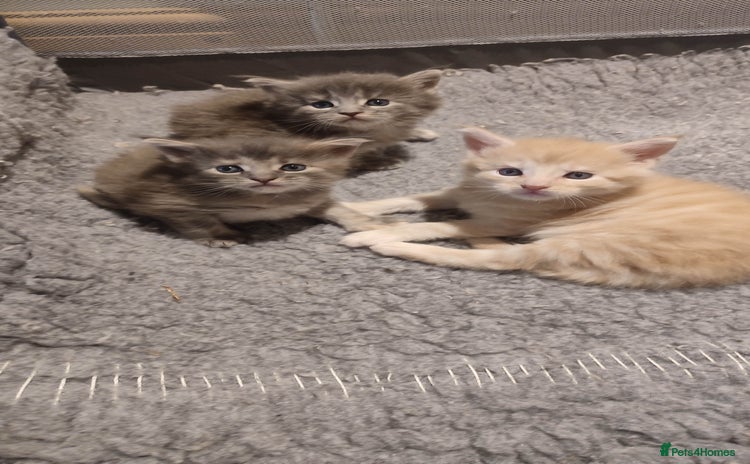 Maine Coon cats in Great Missenden - Advert 7