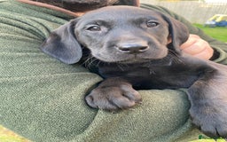 Labrador Retriever dogs for sale: 3 black labrador puppies  - Image 4