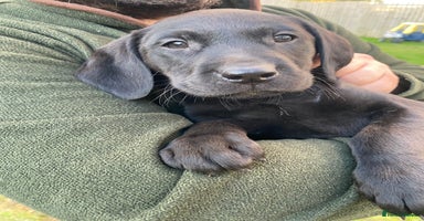 Labrador Retriever dogs - Advert 1