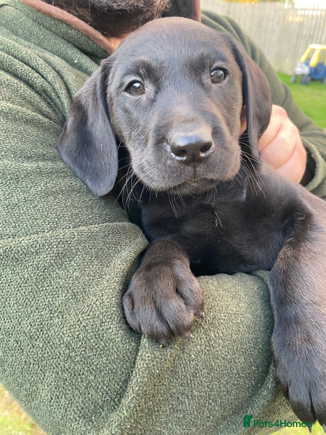 Labrador Retriever dogs for sale: 3 black labrador puppies  - Image 4