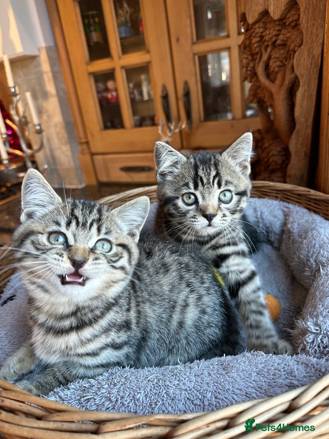 British Shorthair cats for sale: British Shorthair Chocolate Spotted Kittens - Advert 24