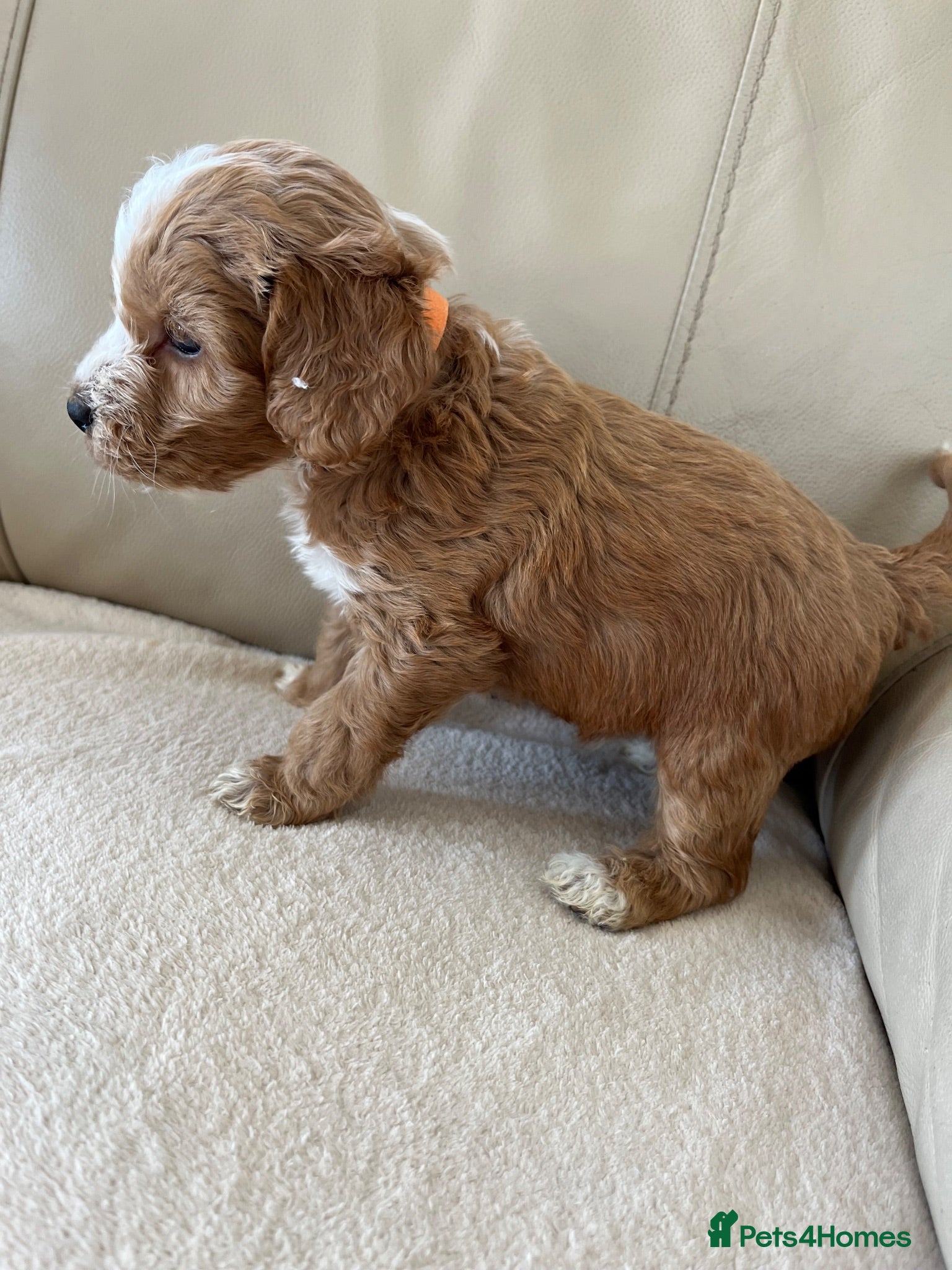 Cockapoo dogs Last cockapoo puppy - Advert 5