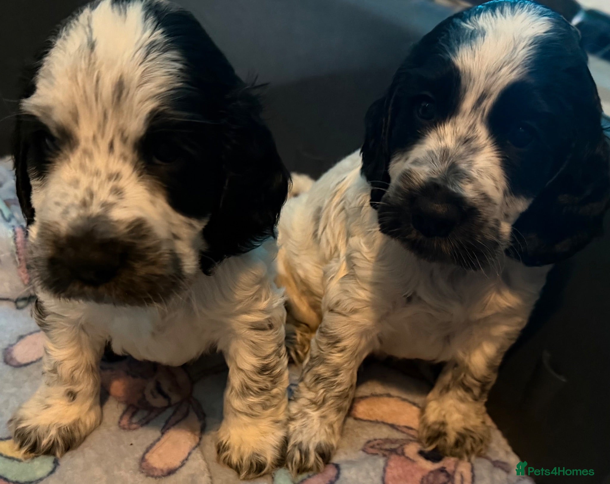 Cocker Spaniel dogs Beautiful show cocker spaniel puppy’s for sale  - Advert 3