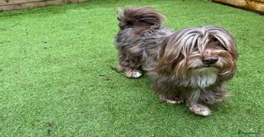 Havanese dogs - Advert 7