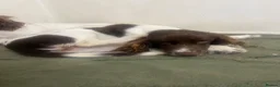 English Springer Spaniel dogs for sale: 8 month old female springer  - Advert 3