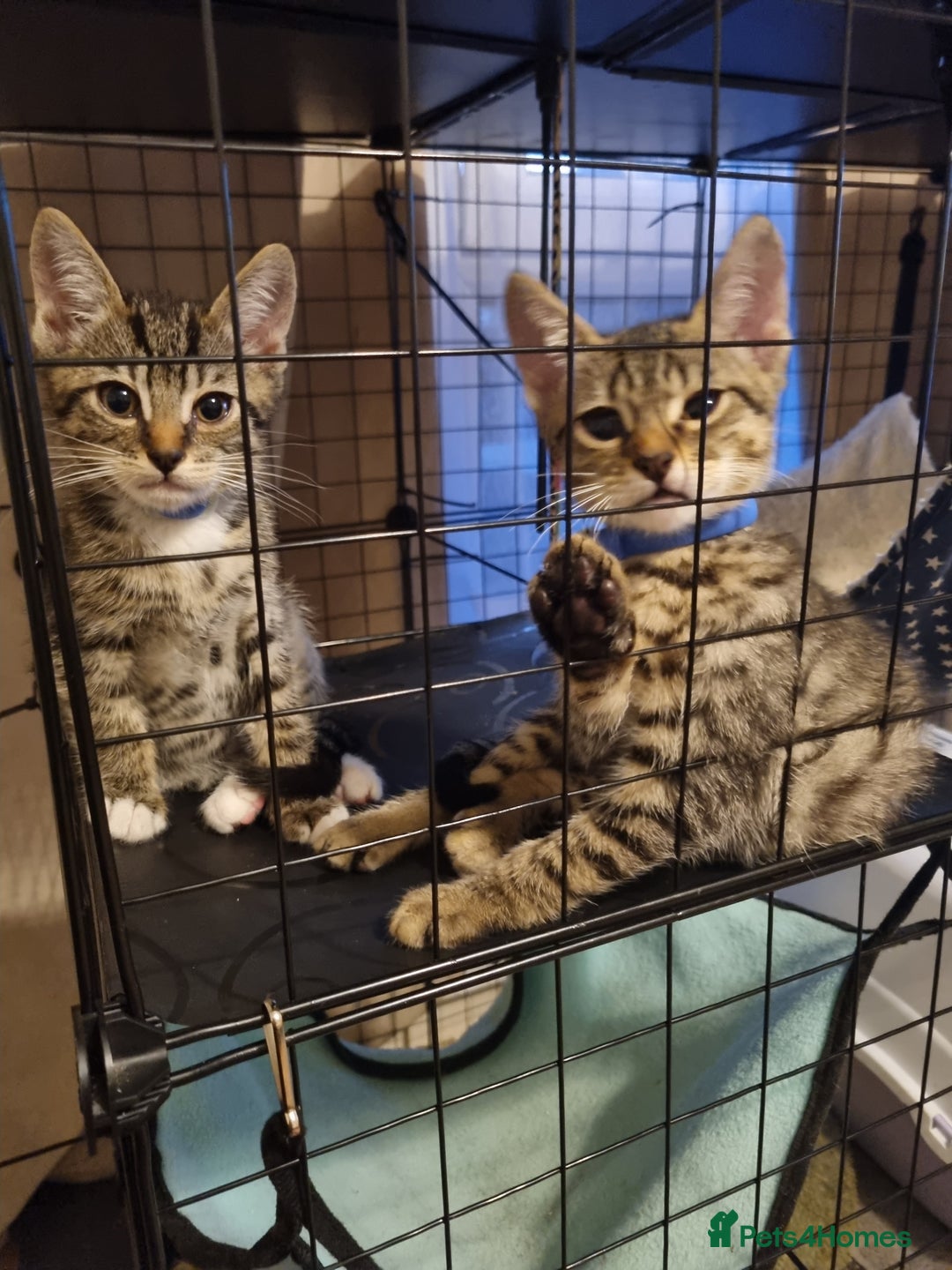 Mixed Breed cats for sale: Last 2 beautiful short-haired male tabby kittens. - Image 1