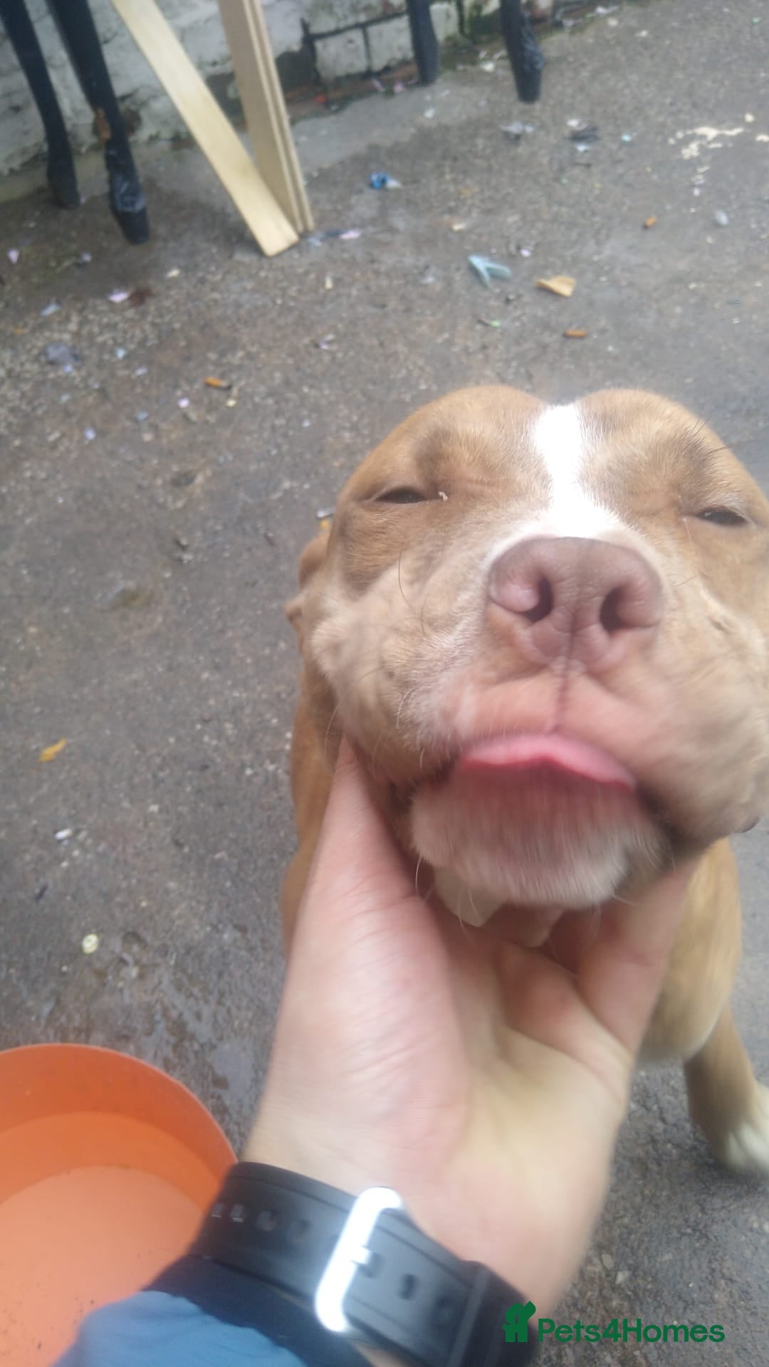 Mixed Breed dogs Nala is  **   in Liverpool - Advert 1