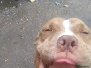 Mixed Breed dogs Nala is ** in Liverpool - Advert 1