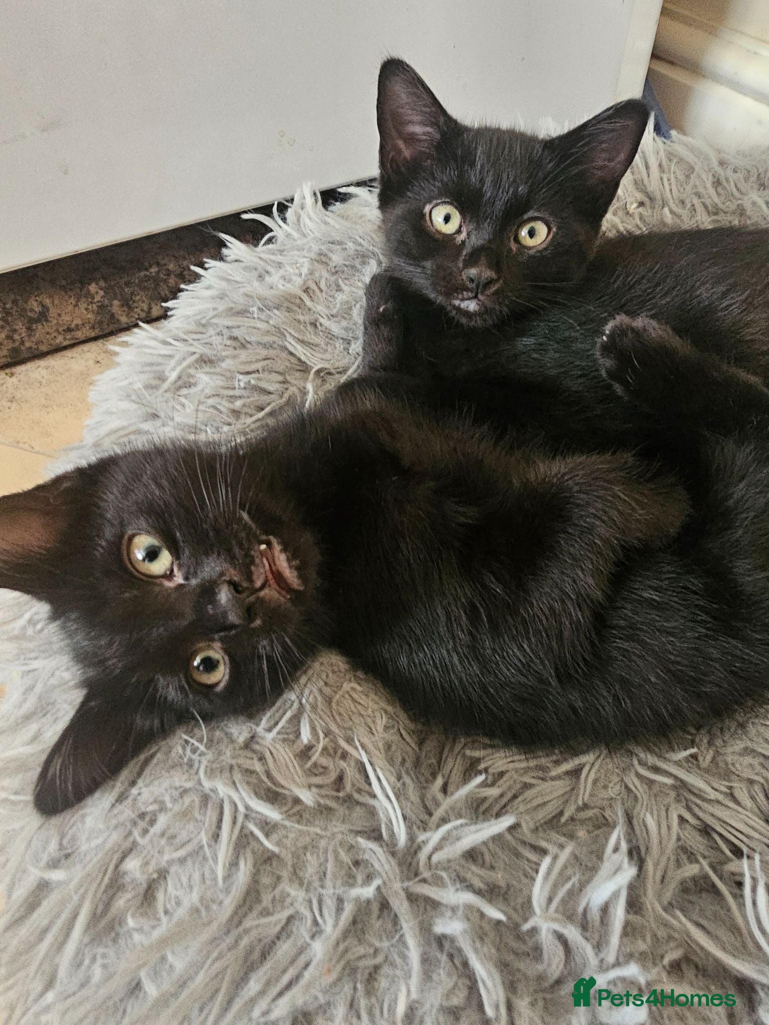 Mixed Breed cats 3 Playful Black Brother Kittens Looking for Homes - Advert 6