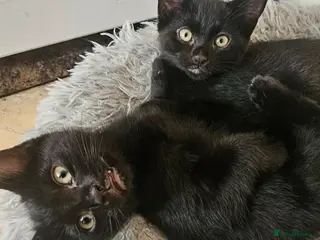 Mixed Breed cats 3 Playful Black Brother Kittens Looking for Homes - Advert 1