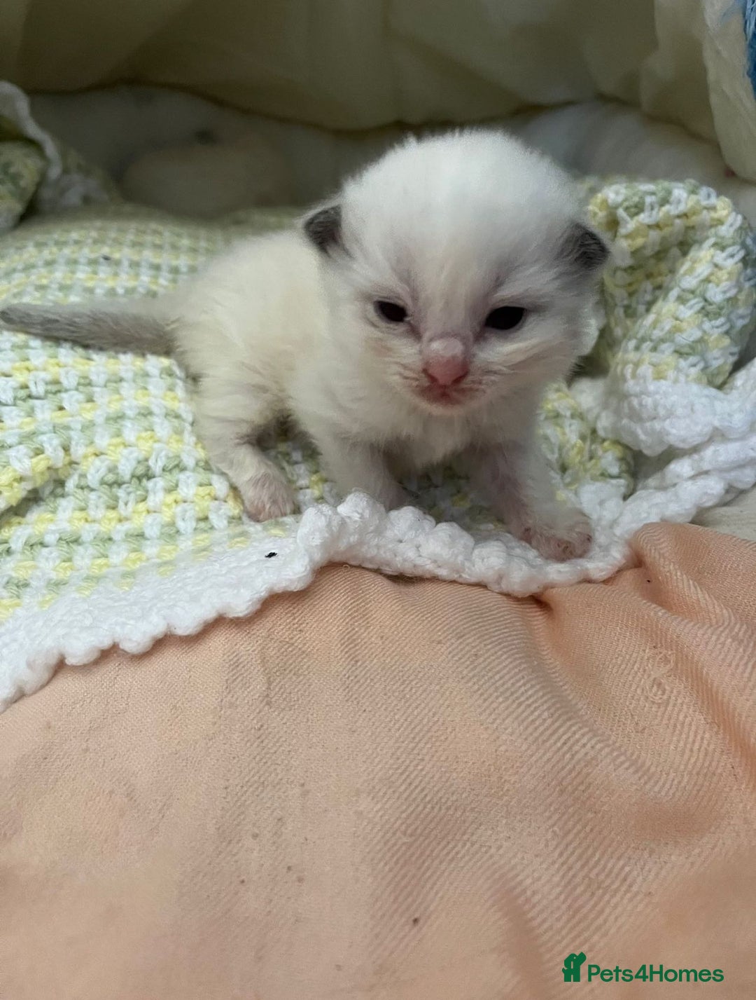Ragdoll cats for sale: Beautiful Ragdoll Kittens (GCCF)TICA Reg. - Image 3