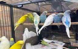 Budgerigars birds for sale: Baby Babies - Image 7