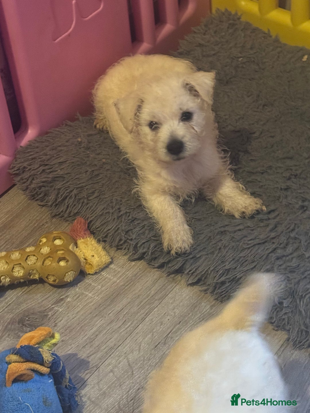 West Highland Terrier dogs for sale: West highland terriers  - Advert 12