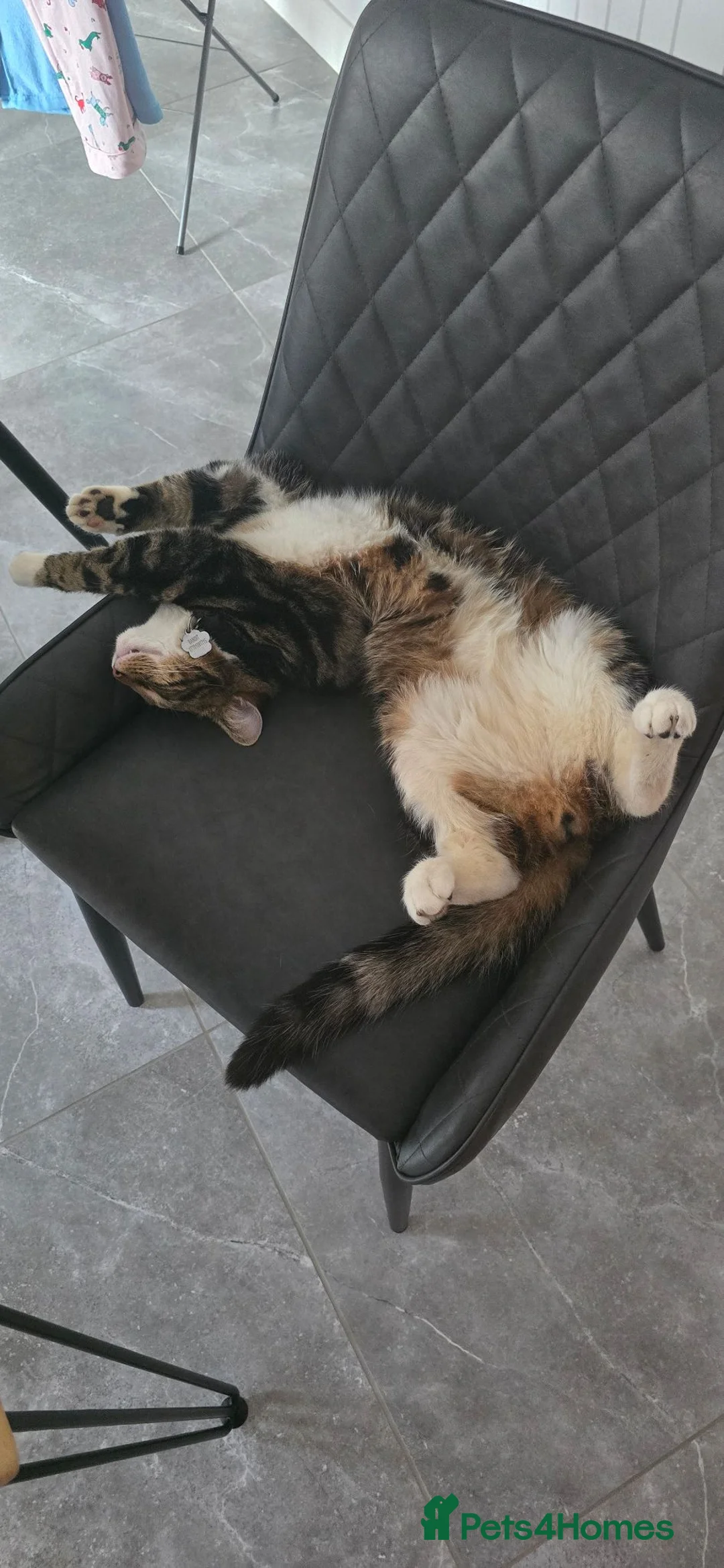 Mixed Breed cats for sale: MAINECOON/BENGAL MALE 😇  - Advert 2