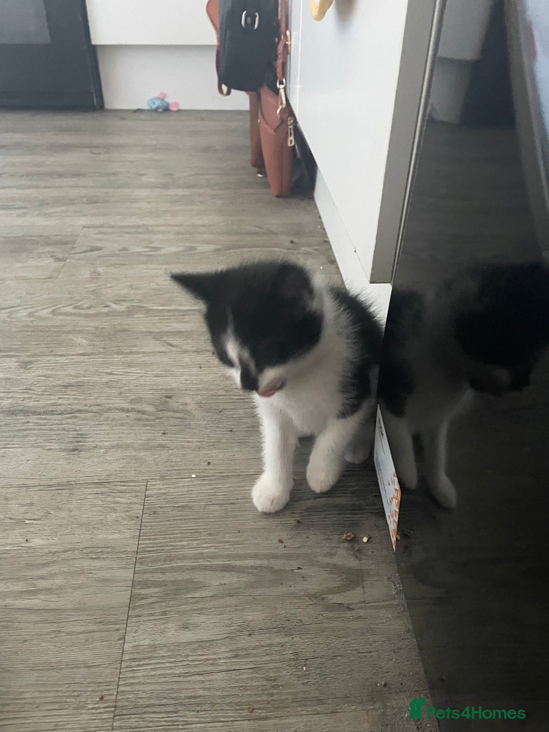 Mixed Breed cats for sale: 3 little kittens for sale - Advert 5