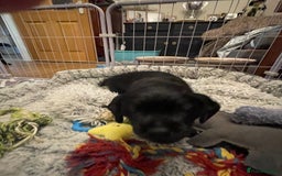 Cockerdor dogs for sale: Cocker Retriever aka Cockerdor bundles of joy - Advert 3