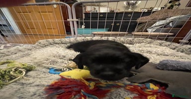 Cockerdor dogs Cocker Retrievers Stunning bundles of joy - Advert 6