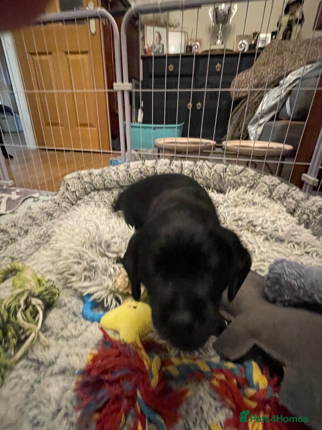 Cockerdor dogs for sale: Cocker Retriever aka Cockerdor bundles of joy - Advert 3