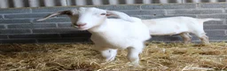 Goats livestock for sale: 6‑Month‑old Wether Goats for Sale - Advert 9