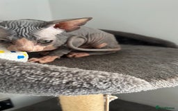 Sphynx cats for sale: Adorable Canadian sphinx - Image 12