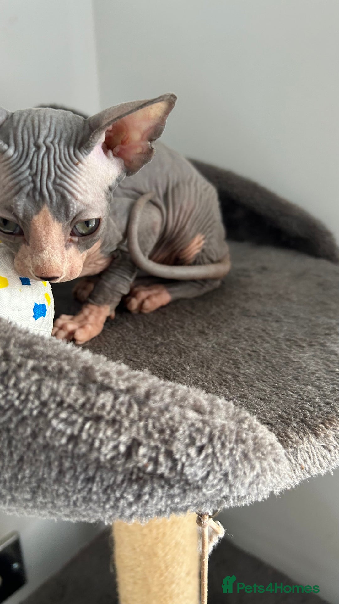 Sphynx cats for sale: Adorable Canadian sphinx - Image 12