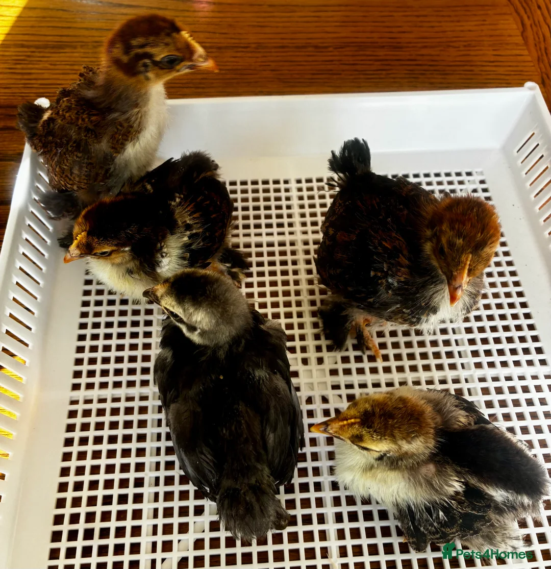 Chickens poultry for sale: Mixed Pekin Bantam Hatching Eggs  in Sturminster Newton - Advert 2