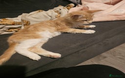 Maine Coon cats for sale: Raya female main coon  - Image 6