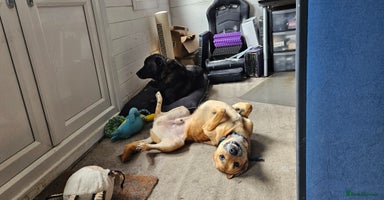 Mixed Breed dogs in Northampton - Advert 4