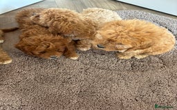 Cavapoo dogs for sale: Gorgeous cavapoos  - Image 7