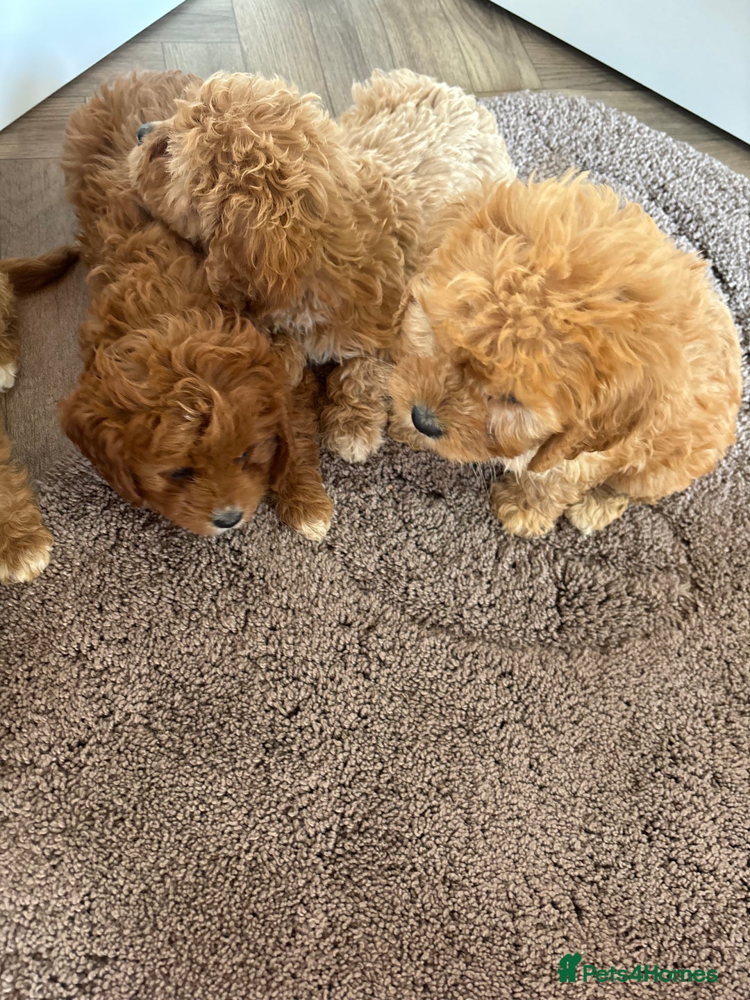 Cavapoo dogs for sale: Gorgeous cavapoos  - Image 7