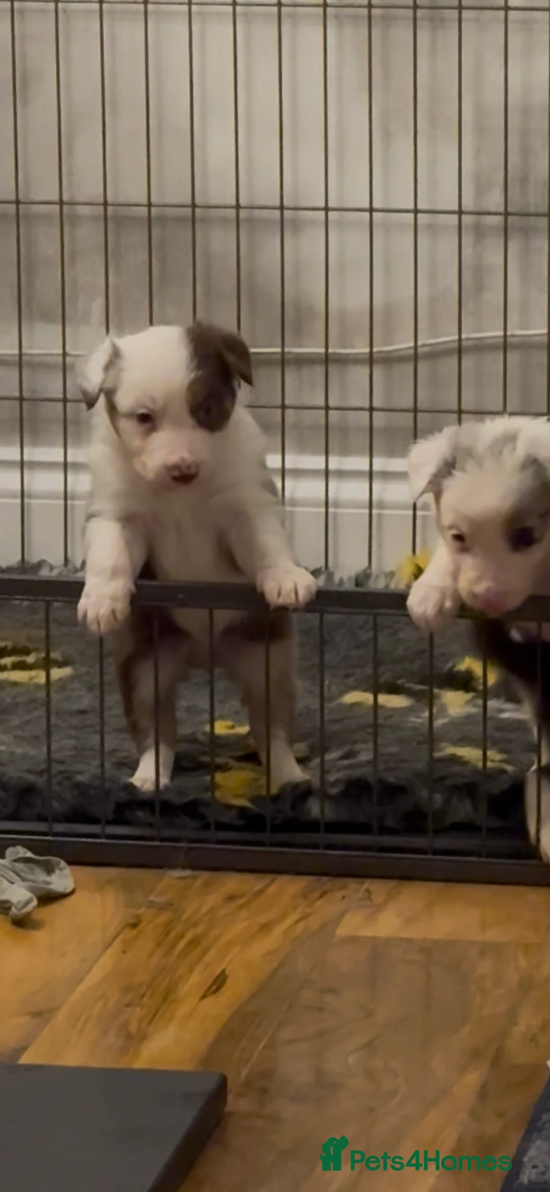 Border Collie dogs for sale: Stunning tri red/merled, blue eyed little boy - Advert 10