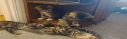 Bengal cats for sale: Beautiful Bengal Cross kittens  in Battle - Advert 2