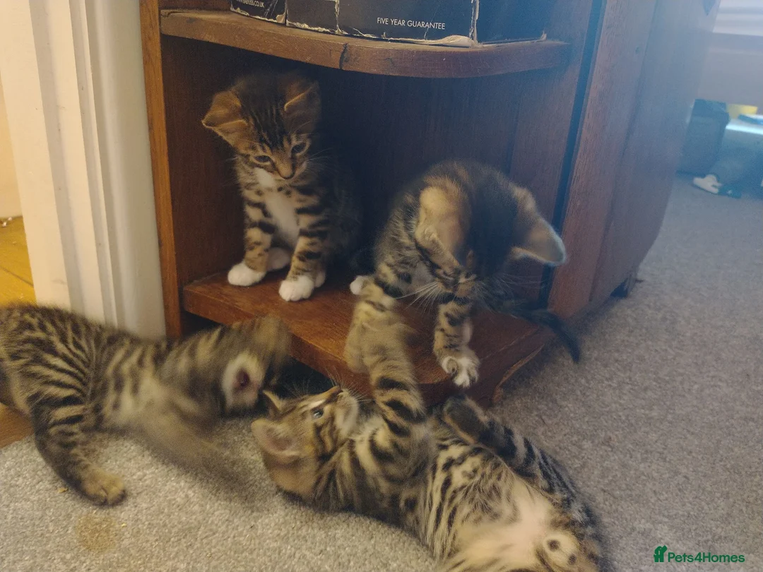 Bengal cats for sale: Beautiful Bengal Cross kittens  in Battle - Advert 2