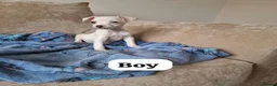 Mixed Breed dogs for sale: ADORABLE Jack Russell pups  - Advert 7