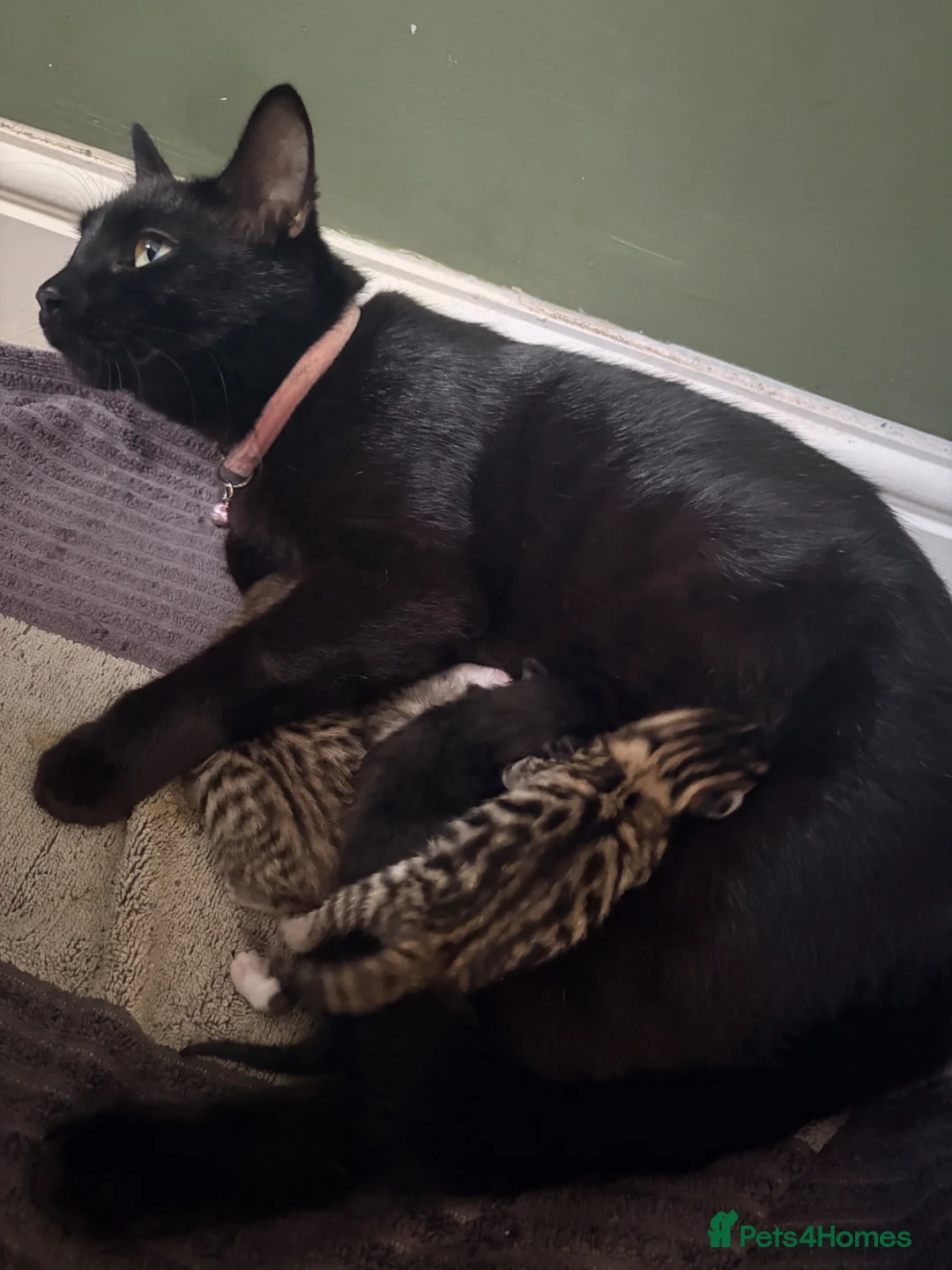 Mixed Breed cats for sale: Tabby kittens for sale - Advert 6