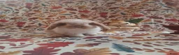 Mini Lop rabbits for sale: Beautiful Mini Lop Babies Ready from 25th Oct in Darlington - Advert 6