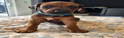 Rhodesian Ridgeback dogs for sale: KC Registered Rhodisian Ridgebacks  - Advert 24