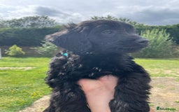 Cockapoo dogs for sale: Beautiful Cockapoo Puppies  - Image 5