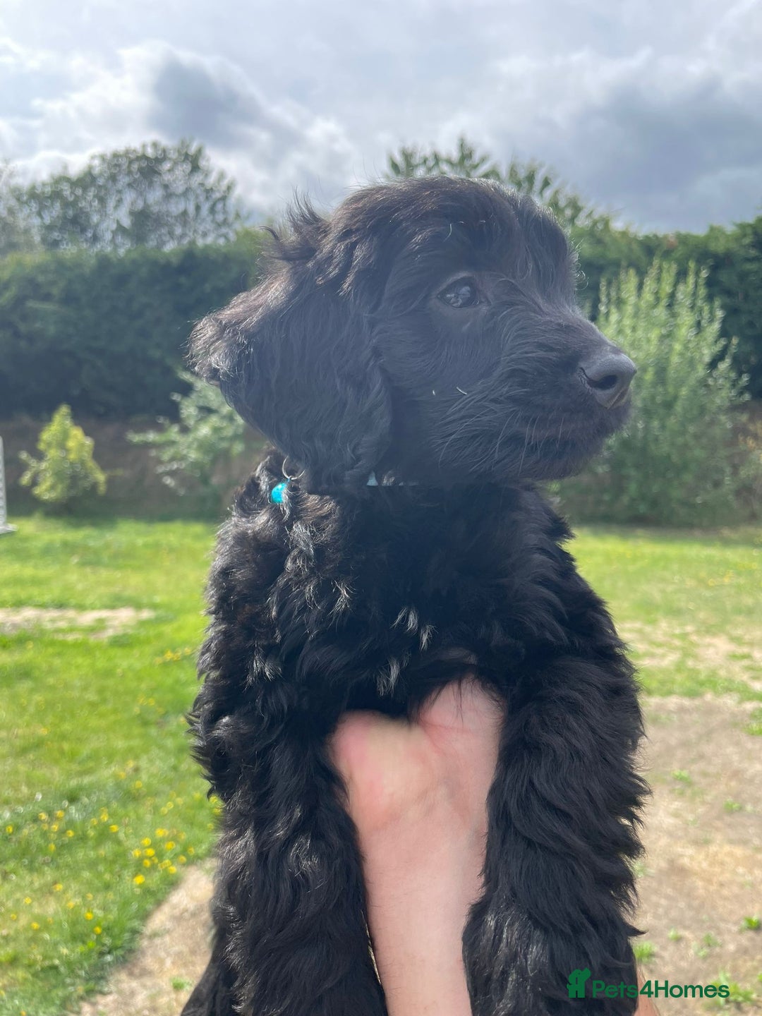 Cockapoo dogs for sale: Beautiful Cockapoo Puppies  - Image 5